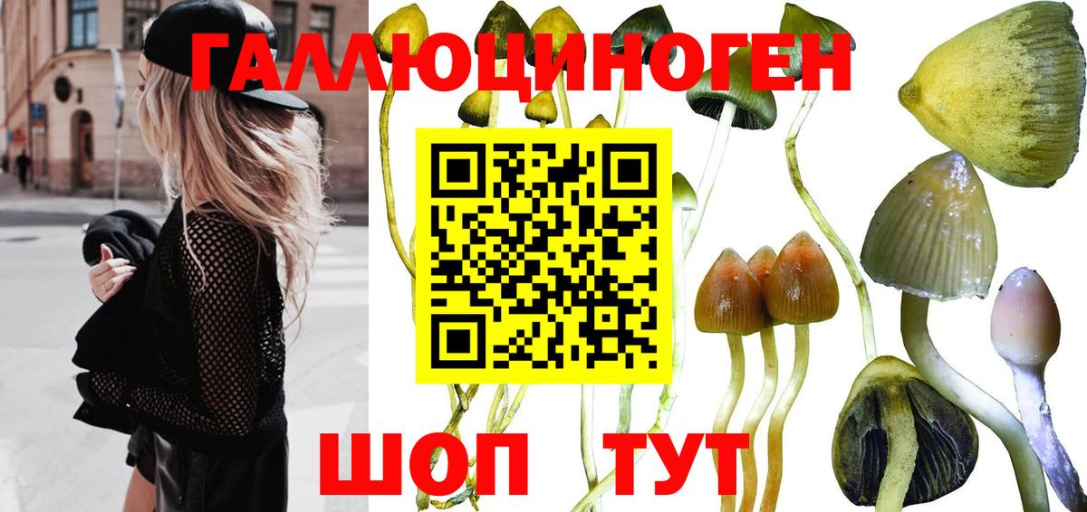 Курчатов  Галлюциногенные грибы MAGIC MUSHROOMS  Вход с VPN 